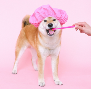 Pet Oral Care Products