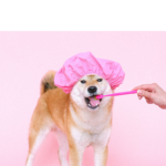 Pet Oral Care