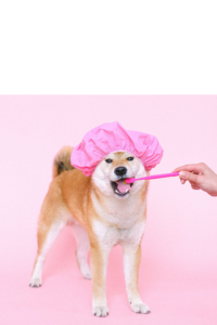 Pet Oral Care