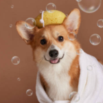Pet Grooming Products