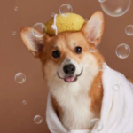 Pet Care & Hygiene